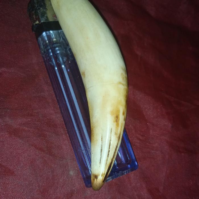 liontin taring. HM. tua ngureaakk asli kalung pria. wibawwa