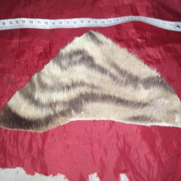 kalung kulit hm.kuhar . HM. kullitt. dahhi. hm hewrrremau asliii