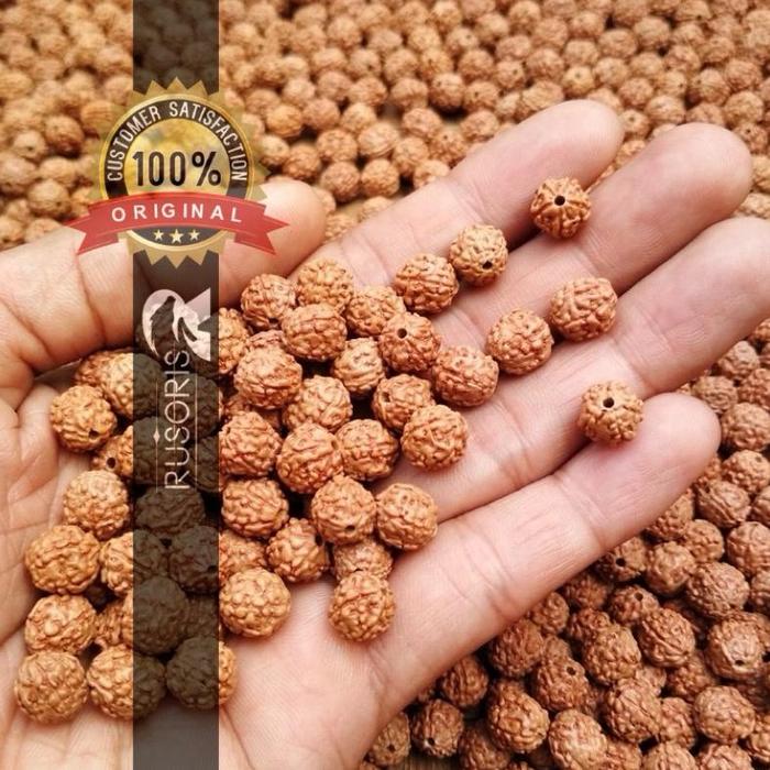 PROMO Manik Manik 500 Butir Kalung Dewa Siwa Sudah Dilubangi Gelang Rudraksha Asli Jenitri Genitri