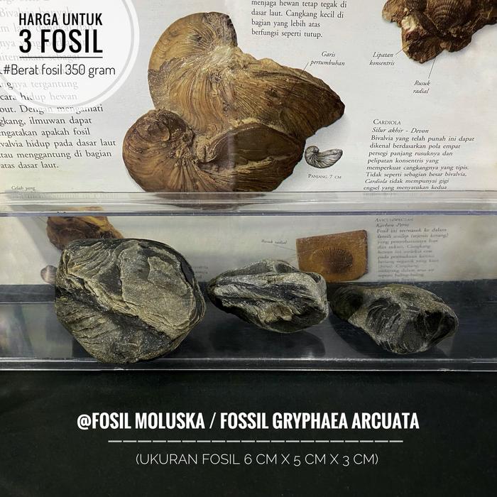 Fosil Moluska Purba Natural atau Fossil Gryphaea Arcuata atau Fosil Molusca atau Fosil Temuan