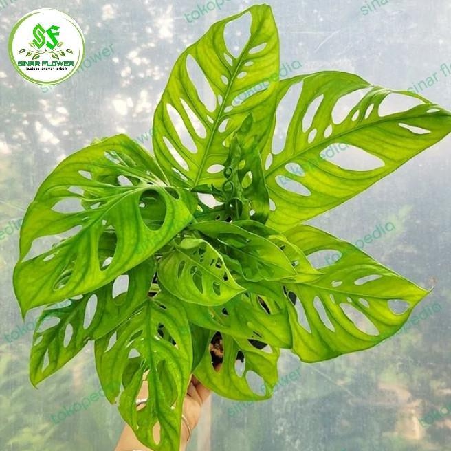 janda bolong/tanaman hias/tanaman janda bolong hias di pot murah
