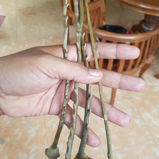 uli gadang hijau dragon tunggal bahan medium