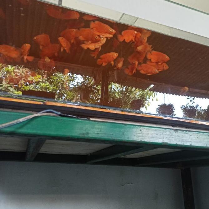 oscar red chili ukuran 7 cm dapat 2 ekor