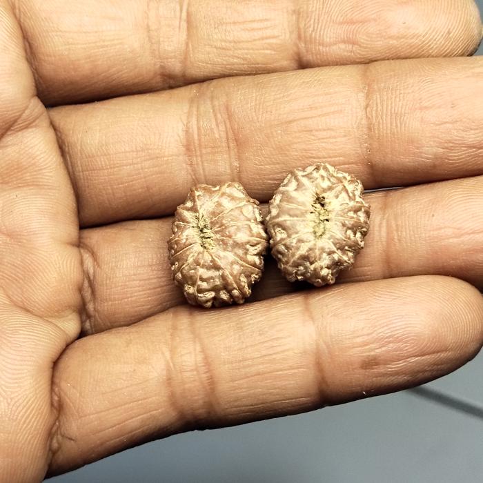 JENITRI RUDRAKSHA MUKHI 13 original