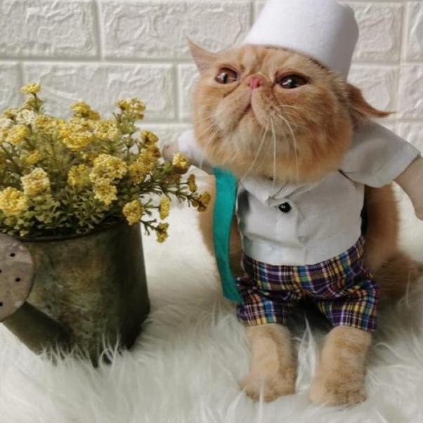Baju Kucing Viral Kostum Karakter Pak Haji + Sandal