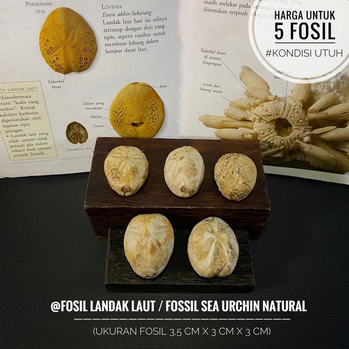 Fosil Bintang Laut Purba B26 atau Fosil Landak Laut atau Fossil Sea Urchin Lovenia atau Fosil Bulu B