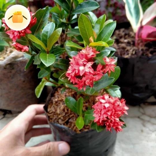TANEMAN HIAS POHON SOKA JAMBON/SOKA SINGAPUR UKURAN BESAR TINGGI 40CM/UNTUK UKURAN POT 35