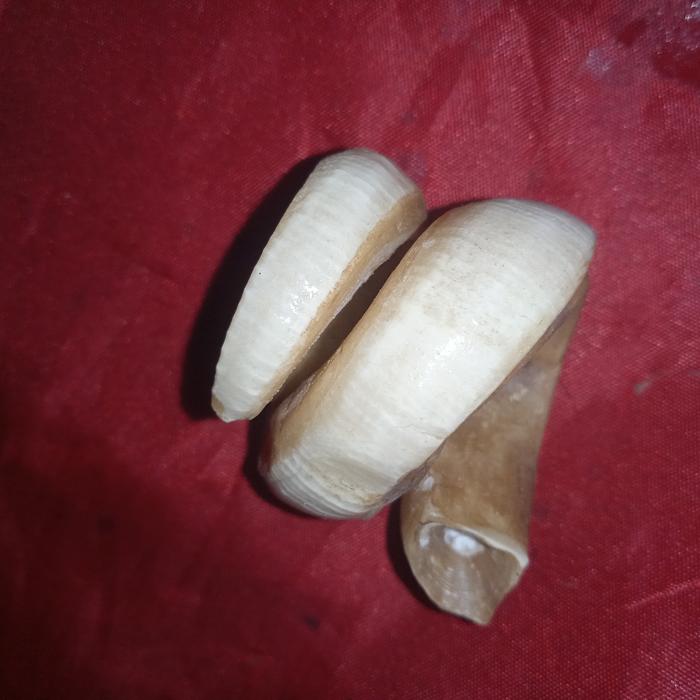 taring babi nguraak tua tarbi  kalimantan kalung gelang