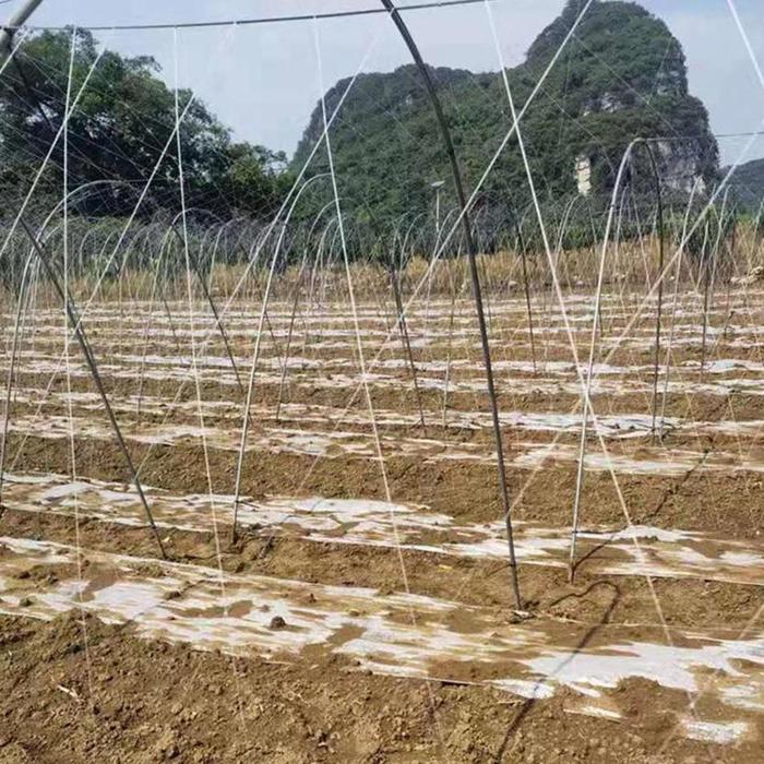 Jaring Rambatan Plant Climbing Net Murah