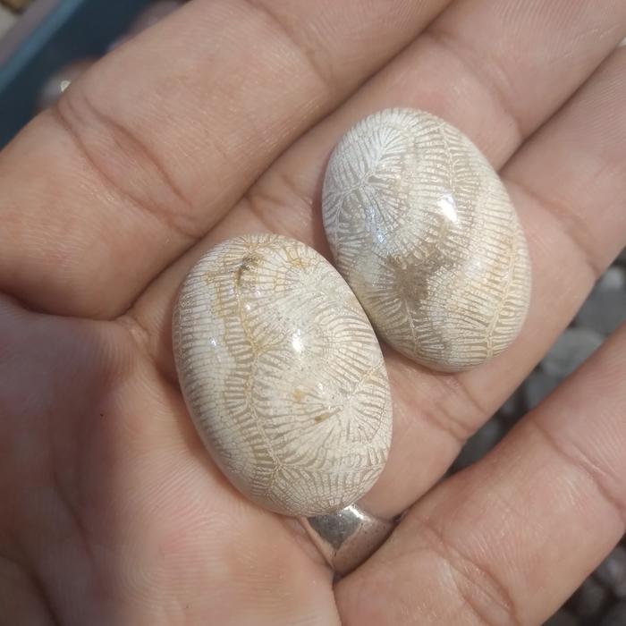 mustika fosil lipan asli sepasang tiada tanding