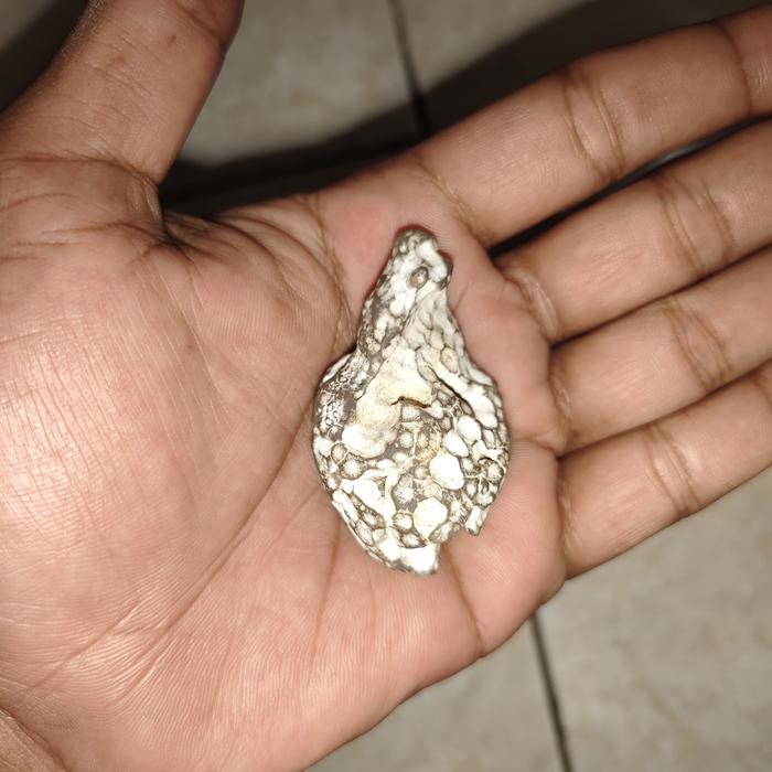 batu mustika kelor yg sangat langka banget dulu ditemukan didalam phon kelor