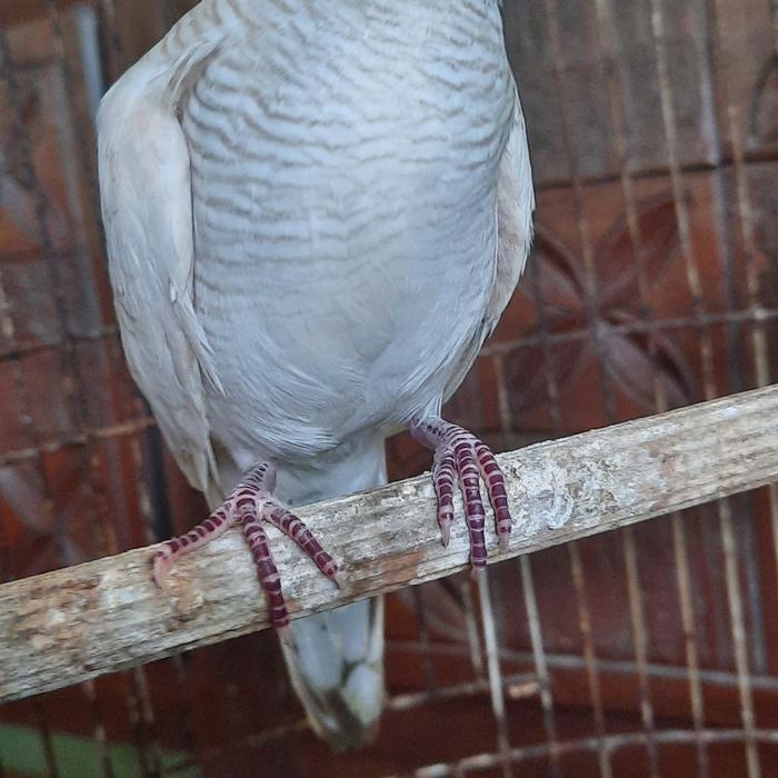perkutut putih kalung usus