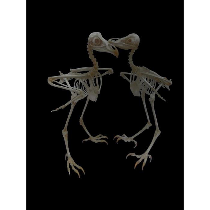 #6505666 Tyto Alba Taxidermy Awetan Skeleton Owl