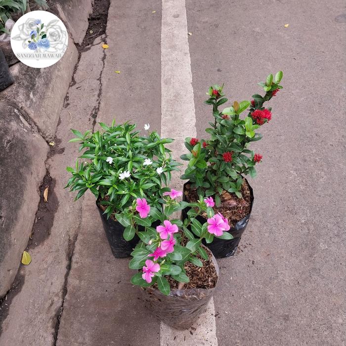 PAKET HEMAT 3 Pohon bunga Sabrina, Soka india, Tapak dara