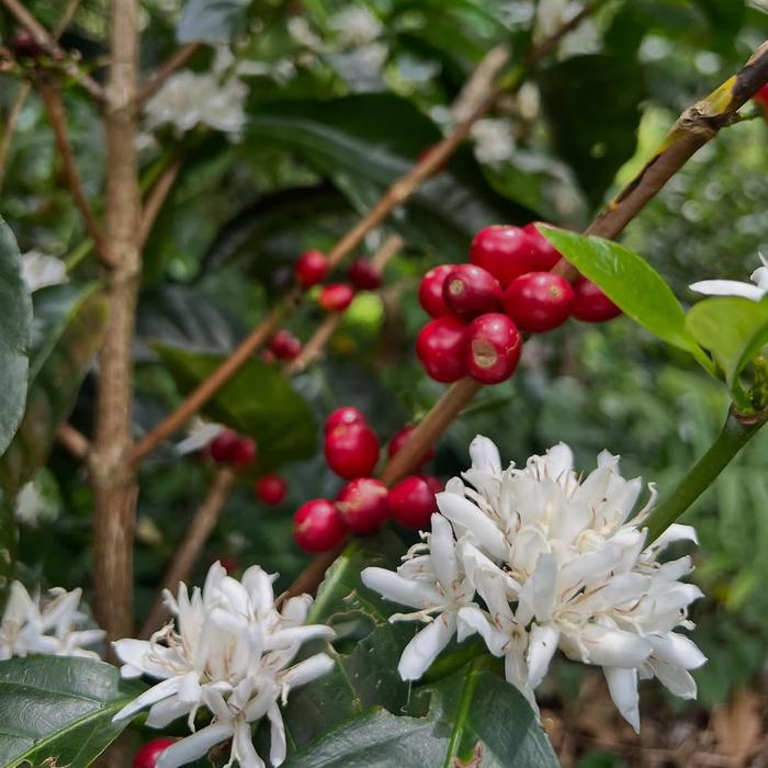 PANAMA TOTUMAS GEISHA 2025 GREEN BEANS