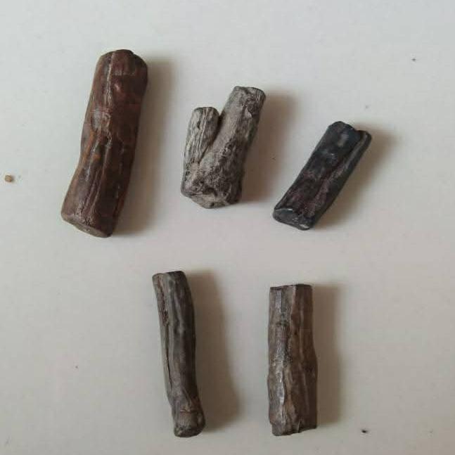 fosil ranting kayu nagasari 5 pcs