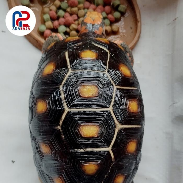 CH CHERRY HEAD Marble 16 cm VVIP