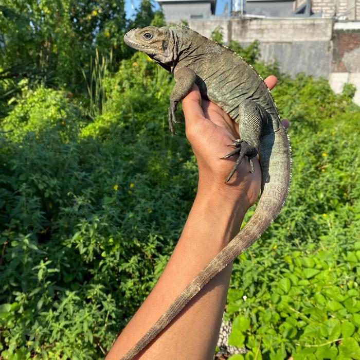 Blue Rhino Iguana Normal Horn (cula normal) kepala pendek kapan lagi ?