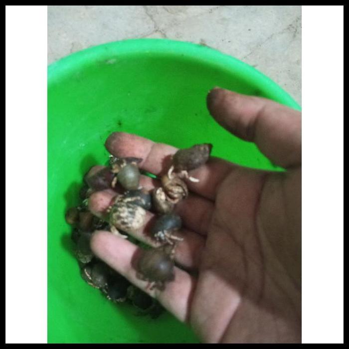 KELOMANG HIDUP / YUYU RUMPUNG / OMANG-OMANG SIZE S MINI LUCU