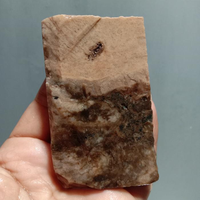 Rough Bahan Fosil Kayu Sungkai