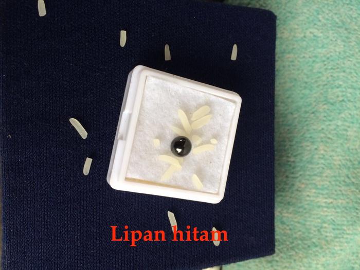 Mustika Lipan Hitam