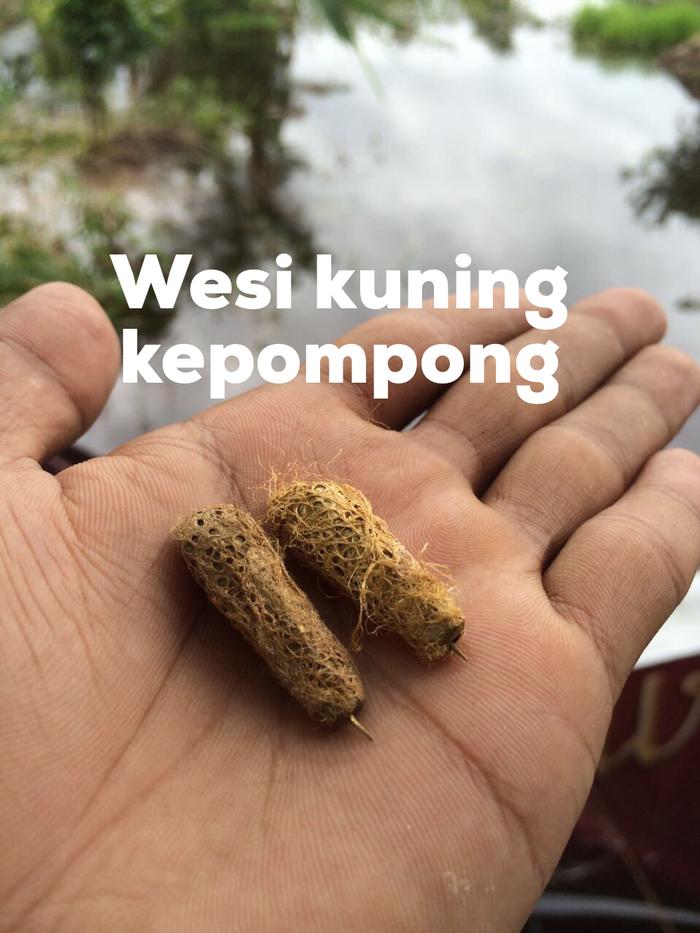 Wesi Kuning Kepompong