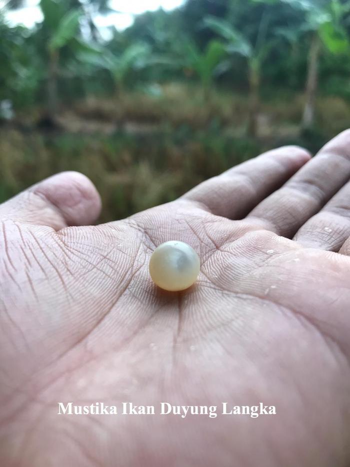 Mustika duyung asli