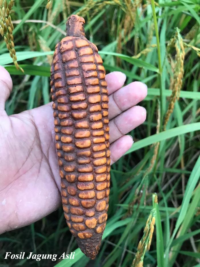 Batu Fosil Jagung Manis