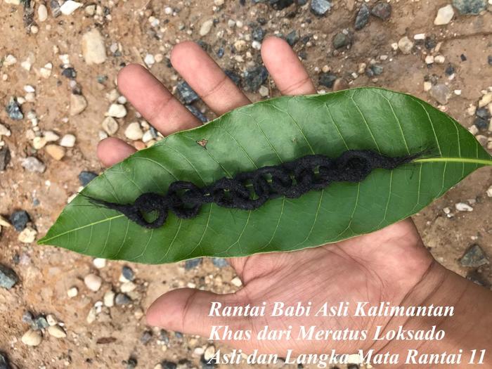 Rantaii Babii Asli Kalimantan Mata Rantai 11 Tertinggi