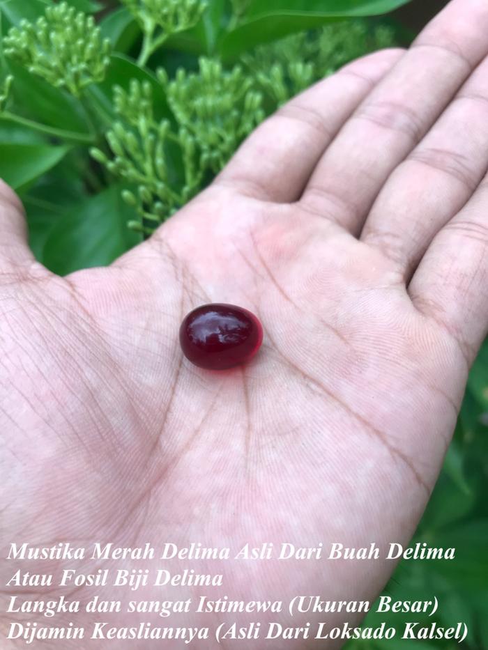 Batu Fosil Biji Delima Asli dari Biji Delima Ukuran Batu Besar