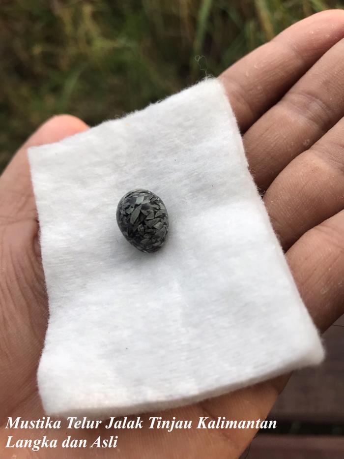 Mustika Batu Telur Jalak Tinjau Langka