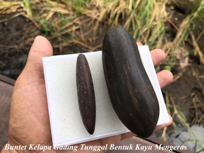 Fosil Buah Kelapa Mengeras Seperti Kayu Asli Kalimantan