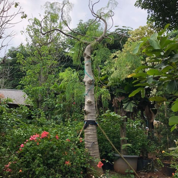 Moringa | Kelor Afrika | Diameter 25 - 30 cm Wa 081545816799