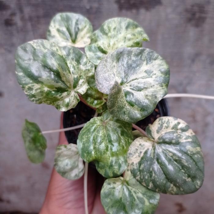 peperomia caperata pink lady variegata KAKTUS SUKULEN|TANAMAN HIAS