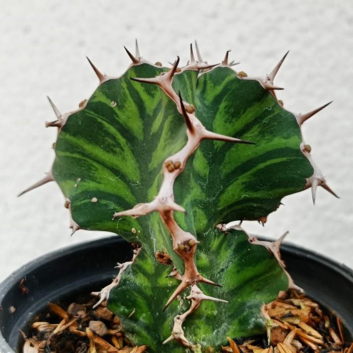 Euphorbia pseudocactus KAKTUS SUKULEN|TANAMAN HIAS