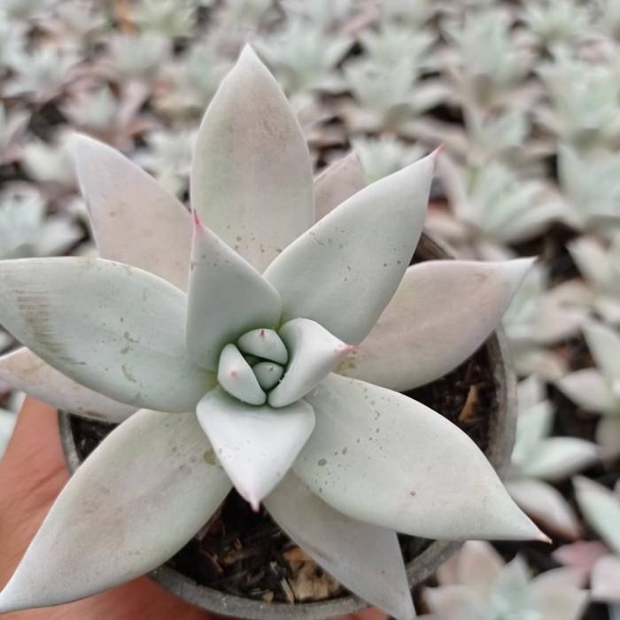echeveria mexican giant KAKTUS SUKULEN|TANAMAN HIAS