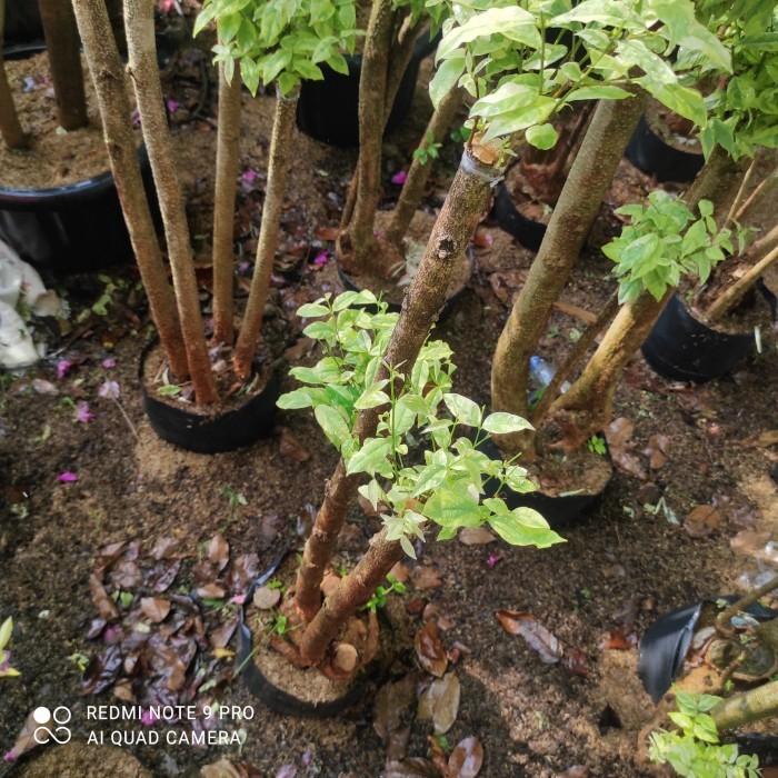bonsai anting putri salju