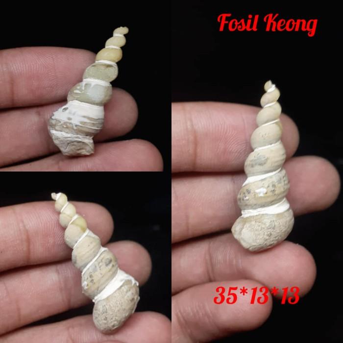 Mustika Fosil Keong Batu Jadi Akik Agate Motif Bentuk Unik Antik 2