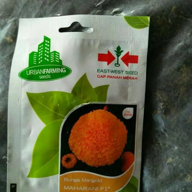 Benih bunga gumitir gemitir marigold