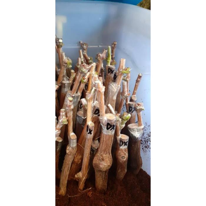 Terlaris Cutting Grafting Anggur Import Dixson . Bisa Cod