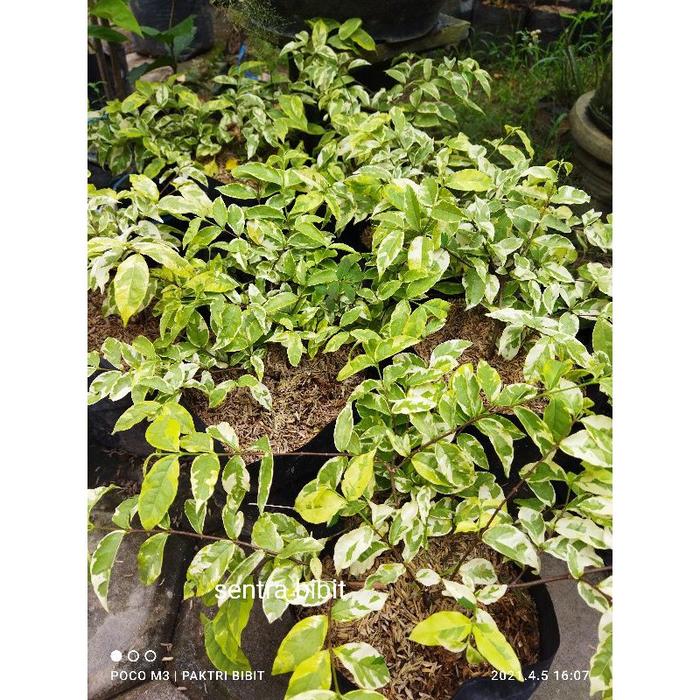 Terbaru Anting Putri Varigata (Bahan Bonsai)