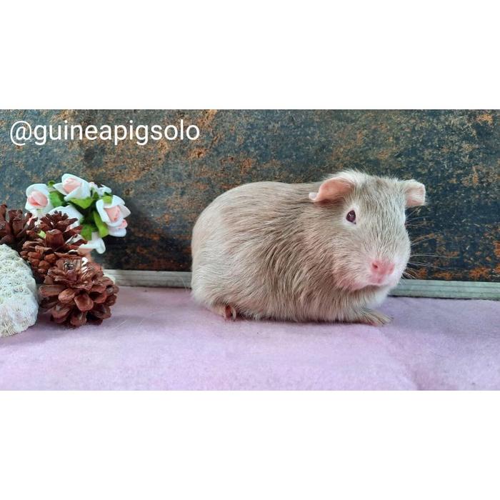 AW % Guinea Pig Marmut Hias Kelinci Rex