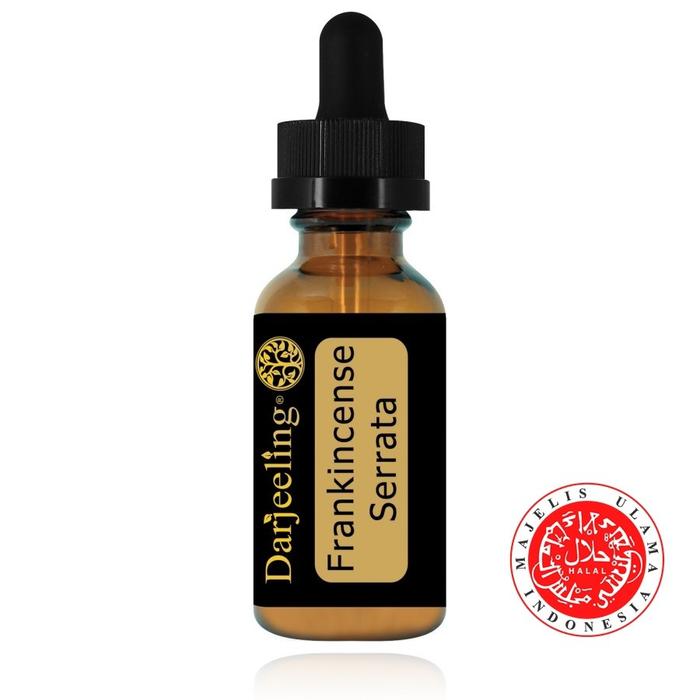 Frankincense Essential Oil Boswellia Serrata | Minyak Luban Kemenyan