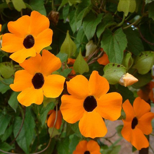 10PCS Black Eyed Susan Vine Thunbergia Alata