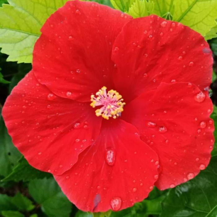 QQ bibit bunga Hibiscus import kembang Sepatu Bangkok merah menyala