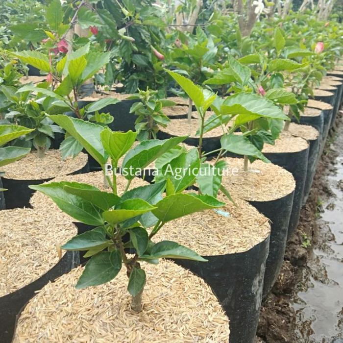 SS Bunga sepatu Hibiscus langka Meteor Shower / rare Hibiscus import