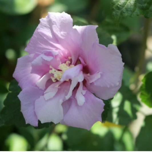 JJ Bibit bunga sepatu Hibiscus ungu tumpuk | taman bunga sepatu