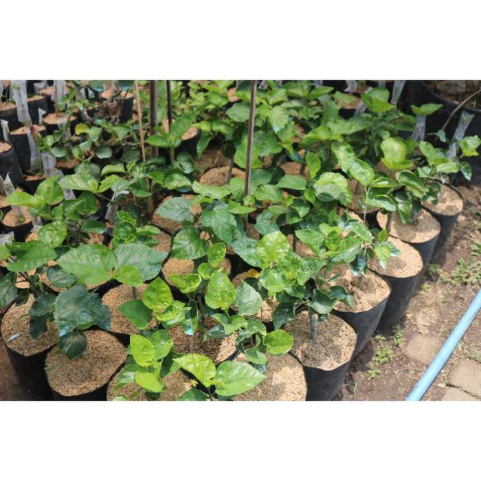 FF Bibit bunga sepatu Honey Strawberry