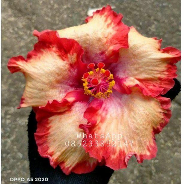 NN Bibit bunga sepatu import Colorado | kembang Sepatu Hibiscus