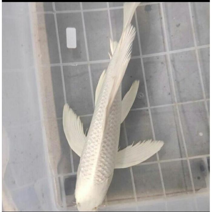 koi platinum slayer size 15-17cm